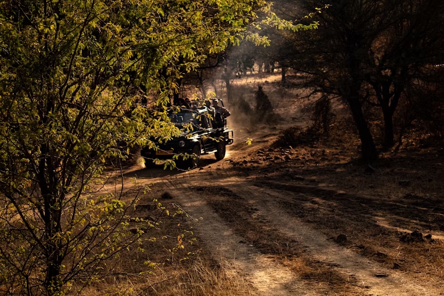 India After Dark: Best 5 Night Jungle Safari Adventures
